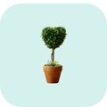8” Heart-Shaped Artificial Boxwood Topiary Plant